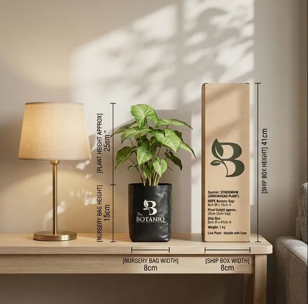 Syngonium_Arrowhead___Plant