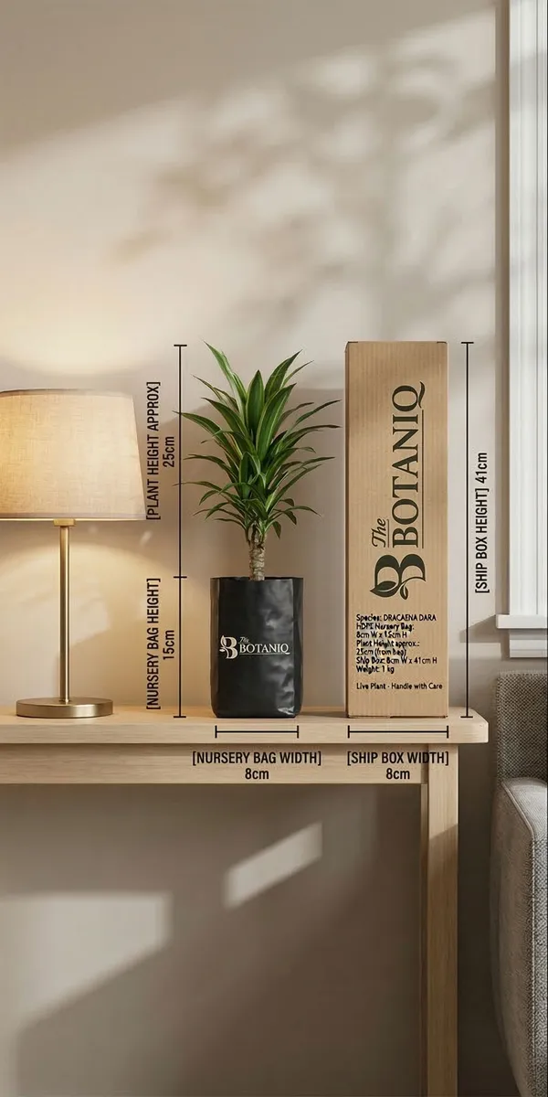 Dracaena_Dara_Plant