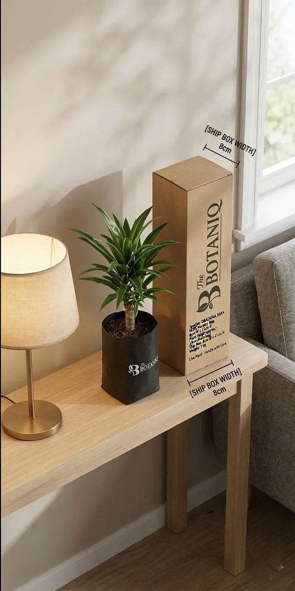 Dracaena_Dara_Plant
