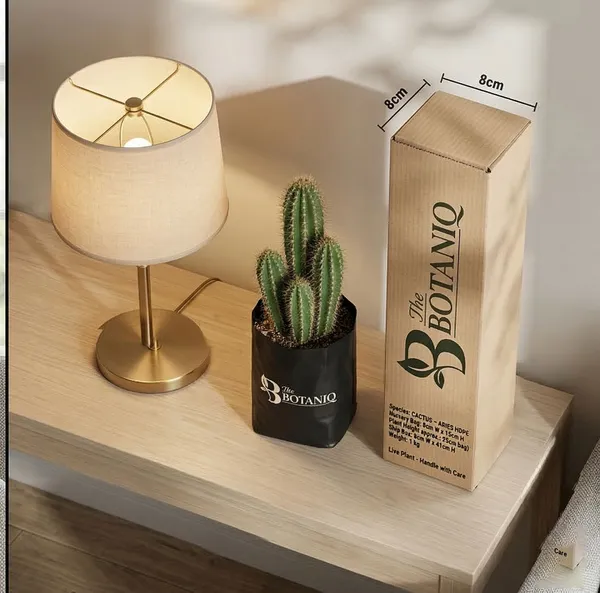 Cactus_-_Aries_Plant