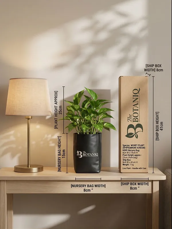 Money___Epipremnum_Aureum_Plant