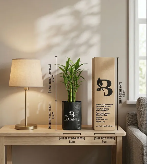 Lucky_Bamboo_Dracaena_Braunii_Plant