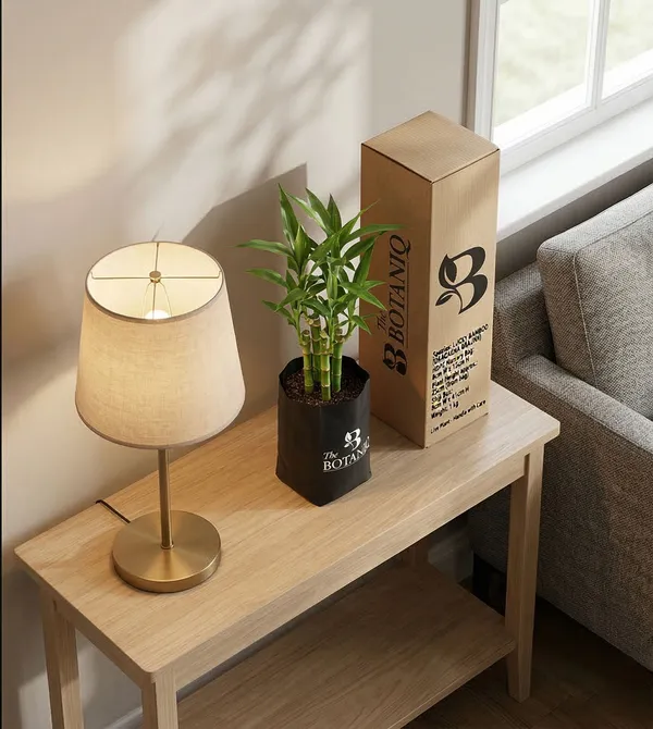 Lucky_Bamboo_Dracaena_Braunii_Plant