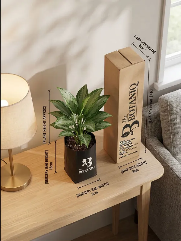 Chinese_Evergreen_Aglaonema_Plant