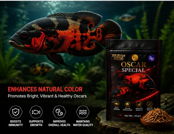SP_Fish_Food_Oscar_Special_30g_|_High_Protein_Fish_Food_for_Oscar_Cichlids_|_Natural_Color_Enhancing_Formula_|_Supports_Healthy_Growth_&_Easy_Digestion_|_Premium_Aquarium_Fish_Food
