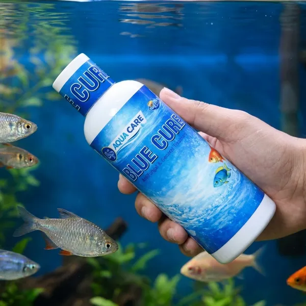 Blue_Cure_Aqua_Care_Antifungal_&_General_Treatment_For_Fish_Pack_Of_5
