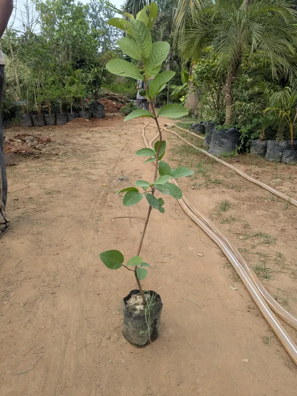1kg_Thai_guava_plant_grafted_suited_for_all_environments_._1_kilo_amrood