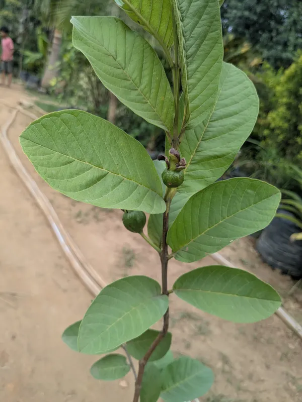 1kg_Thai_guava_plant_grafted_suited_for_all_environments_._1_kilo_amrood