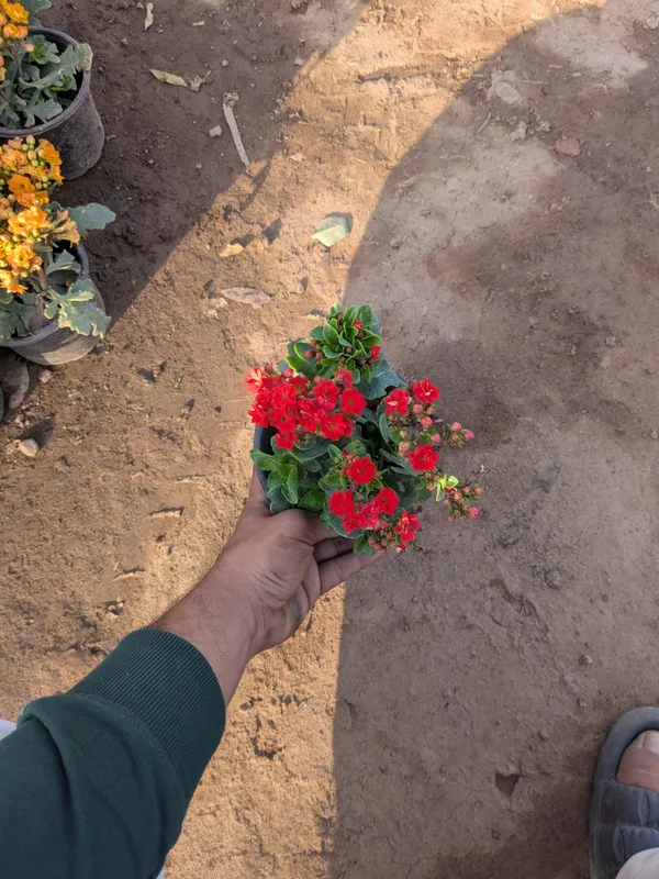 Kalanchoe__Widow's-thrill._Red_Flowering_Plant_In_Pot_-_Small_Decorative_Outdoor_Garden_Plant