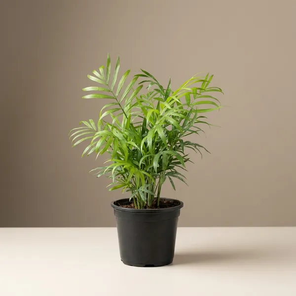 Chamaedorea_Elegans_Parlour_Palm_-_Indoor_Ornamental_Plant