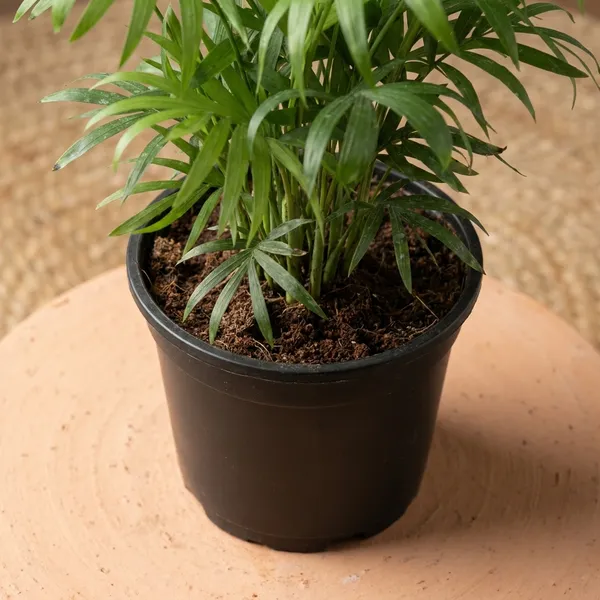 Chamaedorea_Elegans_Parlour_Palm_-_Indoor_Ornamental_Plant