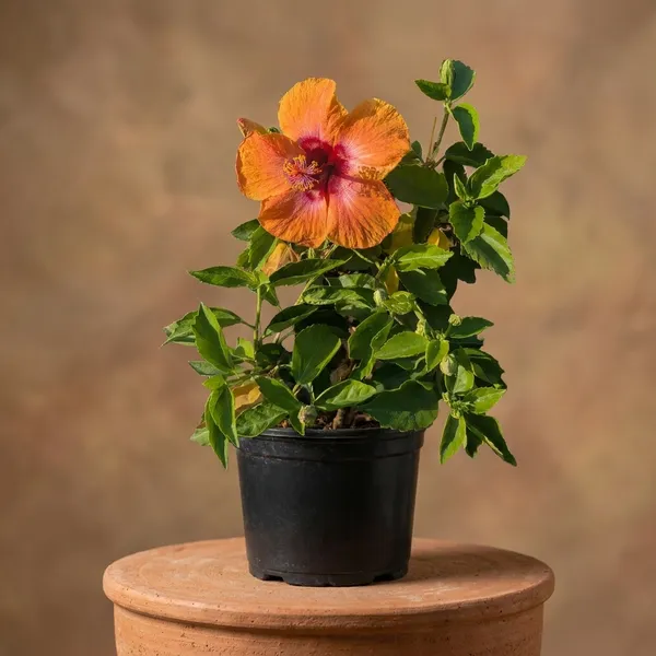 Orange_And_Red_Hibiscus_Flowering_Plant_In_Pot