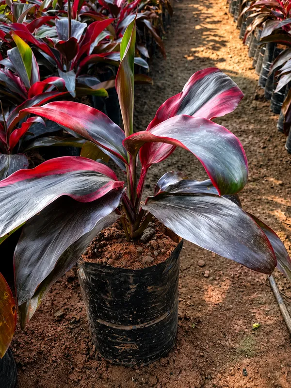 Dracaena_Air_Purifying_Indoor_Plant_for_Homes