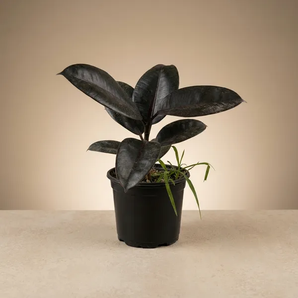 Rubber_Plant_Ficus_Elastica_-Dark_Green_Foliage_Indoor,Outdoor_Plant