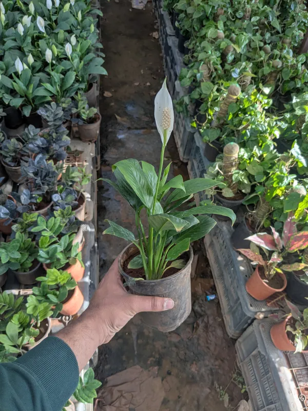 Peace_Lily_Plant_In_Pot