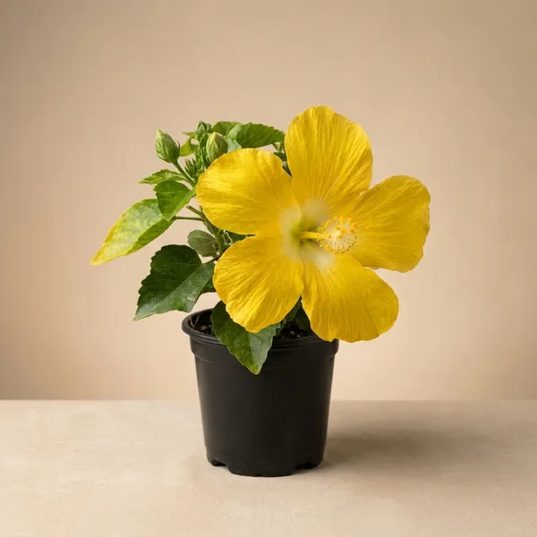 Pack_of_3_Ixora_And_Fresh_Orange_Kalanchoe_Flowering_Plant_With_Green_Foliage_And_Hibiscus_Calcutta_Variety_Yellow_Color