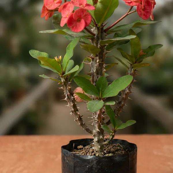 Crown_Of_Thorns_Euphorbia_Milii_-_Live_Flowering_Plant_With_Pink_Blooms