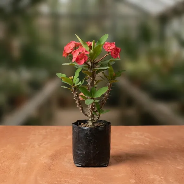 Crown_Of_Thorns_Euphorbia_Milii_-_Live_Flowering_Plant_With_Pink_Blooms