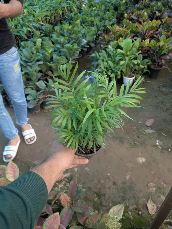 Chamaedorea_Elegans_Parlour_Palm_-_Indoor_Ornamental_Plant