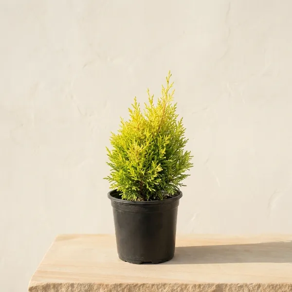 Golden_Cypress_Indoor_Plant_In_Black_Nursery_Pot