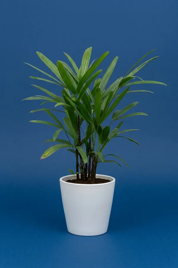 Raphis_palm_best_plant
