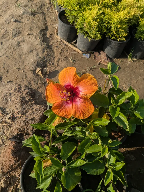 Orange_And_Red_Hibiscus_Flowering_Plant_In_Pot