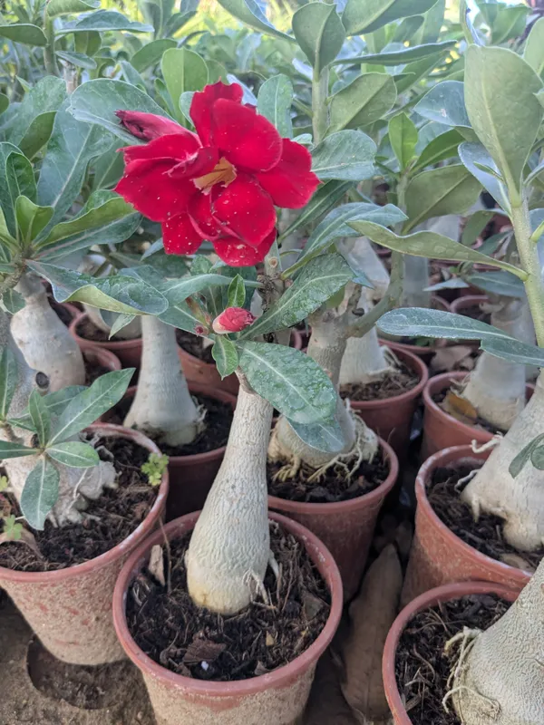 Dark_Red_Adenium_Plant