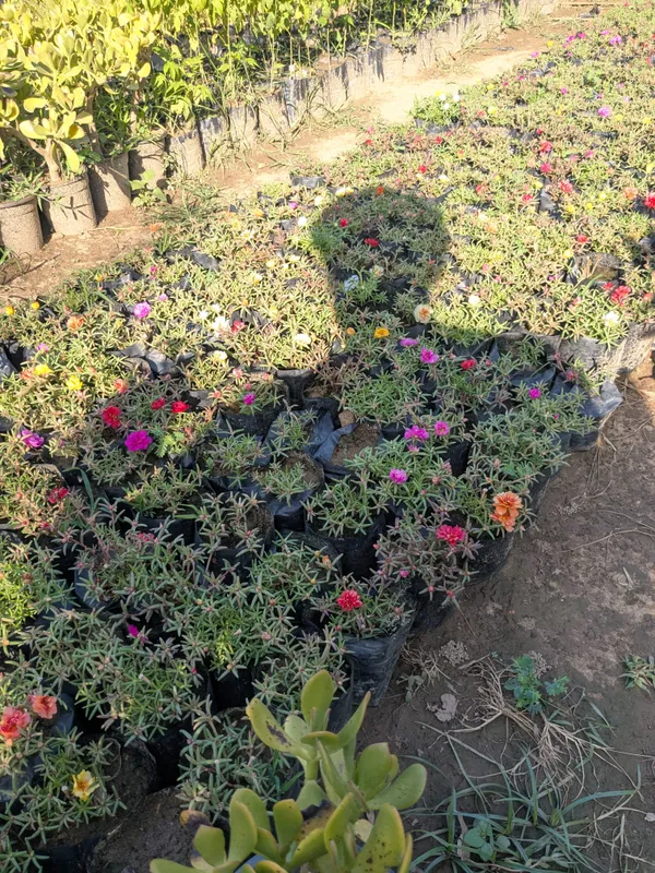 All_colour_of_portulaca_-set_of_2