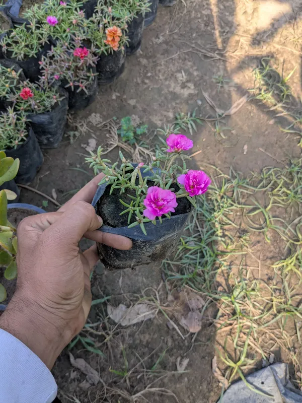 All_colour_of_portulaca_-set_of_2