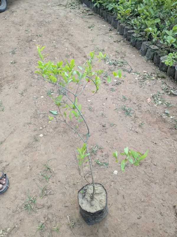Anaar_(_pomgranate)_pomegranates_Super_Bhagwa_and_Solapur_Lal__Variety