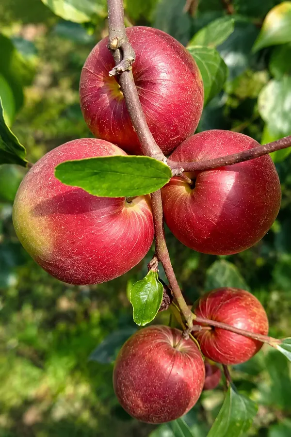 Apple_ber_plant_apple_plum_jujube_plant_for_terrace_and_garden_best_fruiting_plant