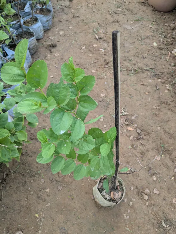 Apple_ber_plant_apple_plum_jujube_plant_for_terrace_and_garden_best_fruiting_plant