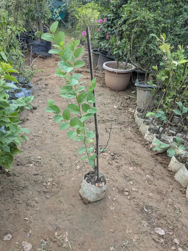 Apple_ber_plant_apple_plum_jujube_plant_for_terrace_and_garden_best_fruiting_plant