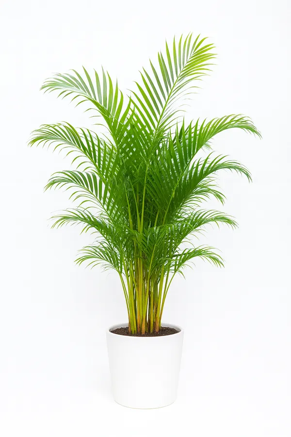 Pack_of_3_Golden_Syprus_best_indoor_and_outdoor_plant_And_Areca_palm_And_Rubber_plant