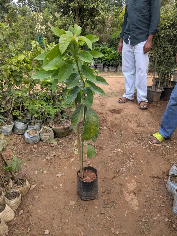 Avocado._Lamb_hass_grafted_avocado_plant_suitable_for_every_environment.