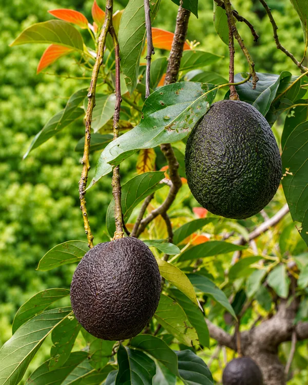 Avocado._Lamb_hass_grafted_avocado_plant_suitable_for_every_environment.