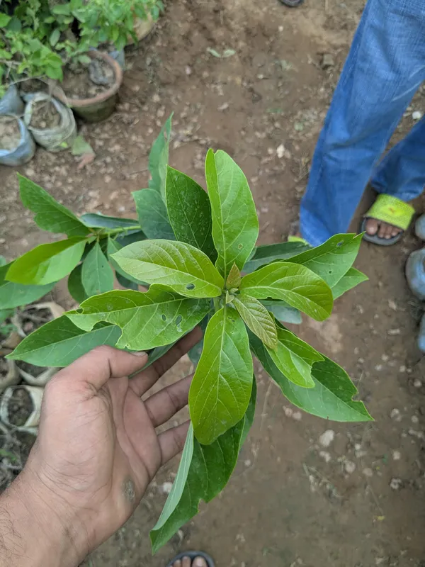 Avocado._Lamb_hass_grafted_avocado_plant_suitable_for_every_environment.