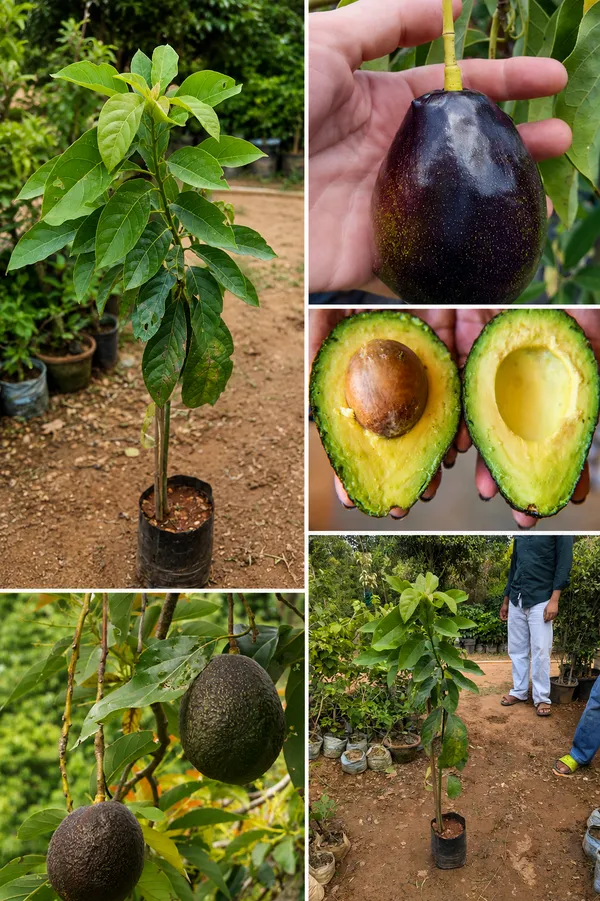 Avocado._Lamb_hass_grafted_avocado_plant_suitable_for_every_environment.