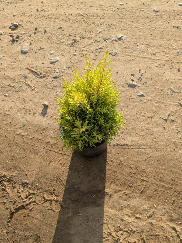 Golden_Cypress_Indoor_Plant_In_Black_Nursery_Pot
