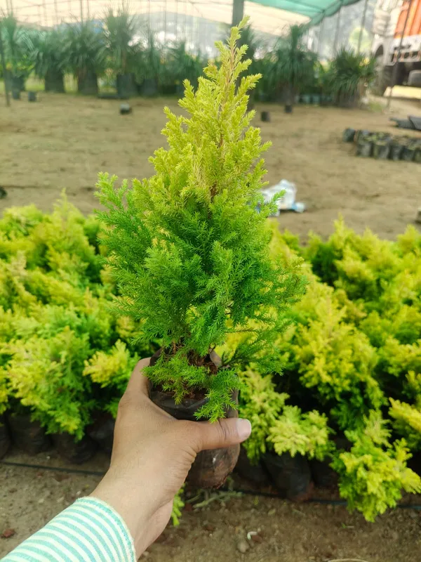 Lemon_Cypress_Plant_-_Cupressus_Macrocarpa_'Goldcrest'_Live_Ornamental_Conifer
