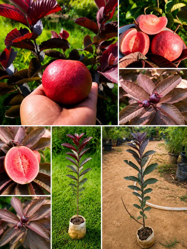 Black_diamond_guava_plant_._grafted_guava_amrood_plant_._Viral_variety_of_guava_._best_guava_variety