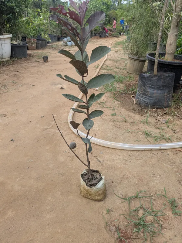 Black_diamond_guava_plant_._grafted_guava_amrood_plant_._Viral_variety_of_guava_._best_guava_variety