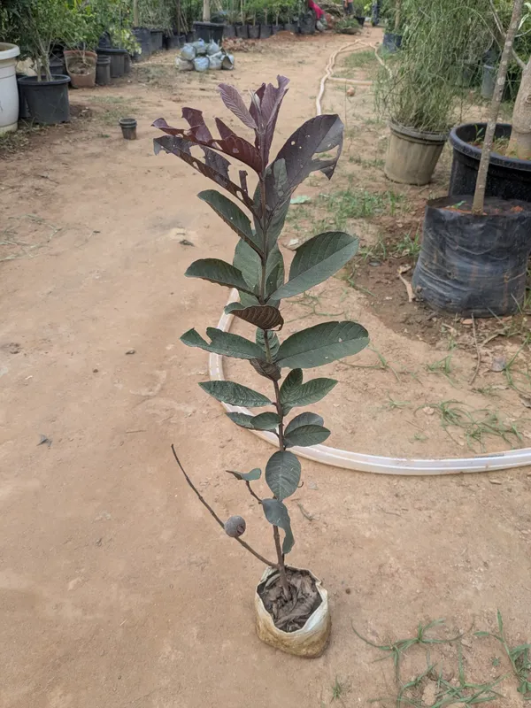 Black_diamond_guava_plant_._grafted_guava_amrood_plant_._Viral_variety_of_guava_._best_guava_variety