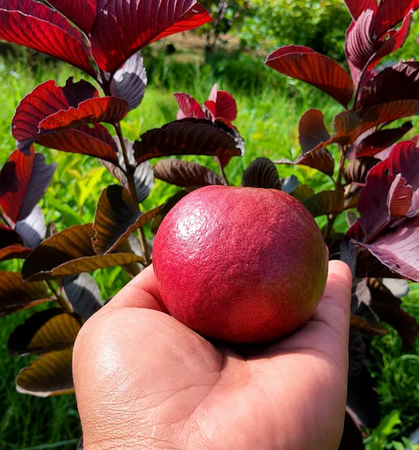 Black_diamond_guava_plant_._grafted_guava_amrood_plant_._Viral_variety_of_guava_._best_guava_variety