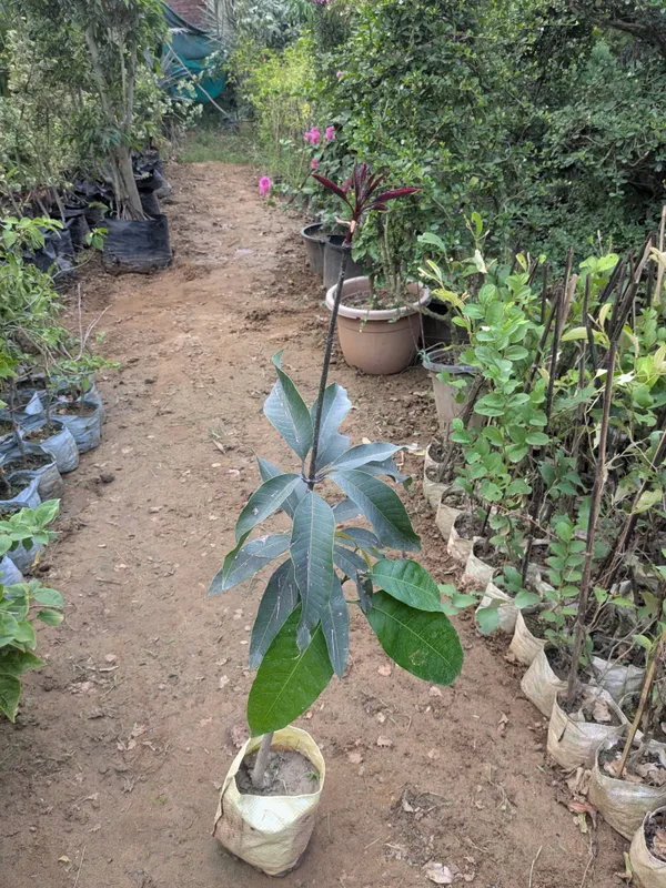 Black_kasturi_mango_grafted_plant