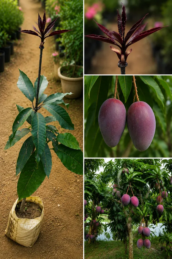 Black_kasturi_mango_grafted_plant