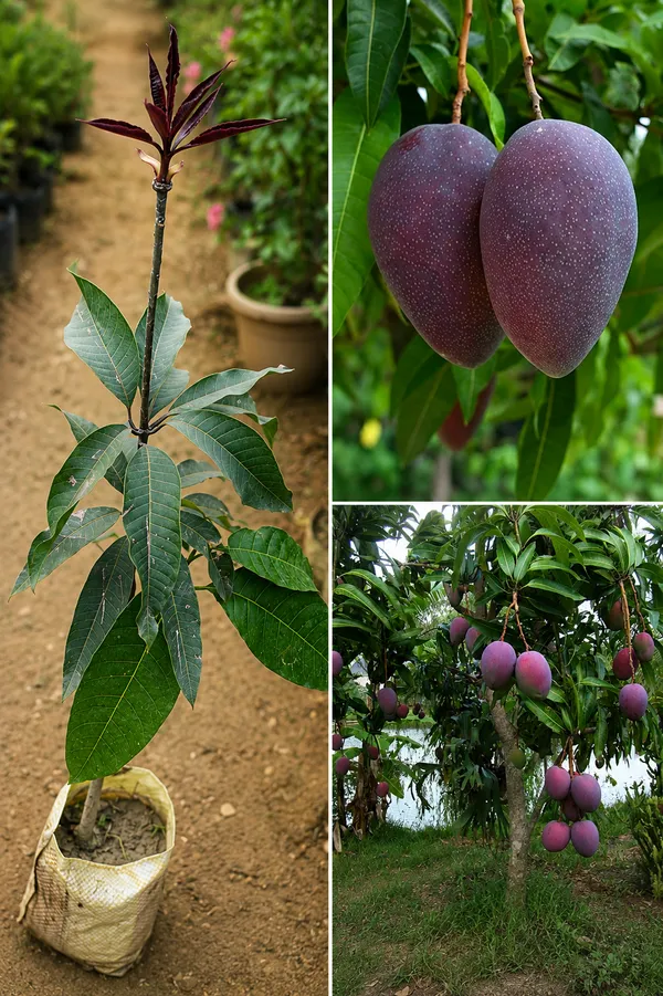 Black_kasturi_mango_grafted_plant