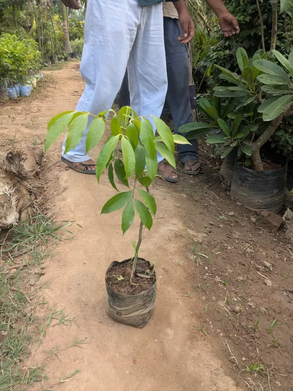 China_3_seedless_litchi_grafted_plant
