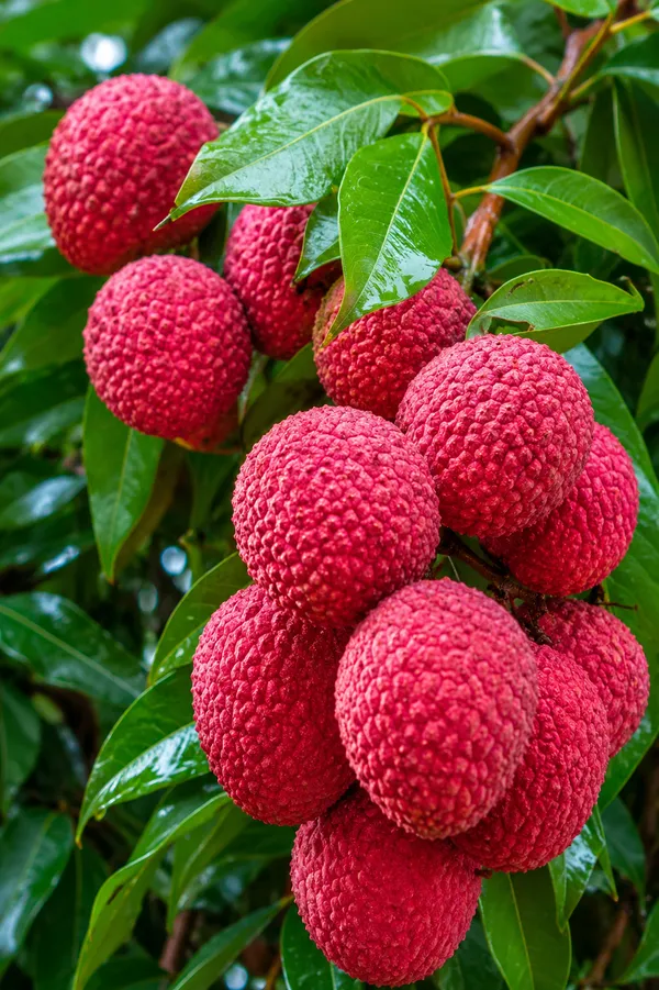 China_3_seedless_litchi_grafted_plant