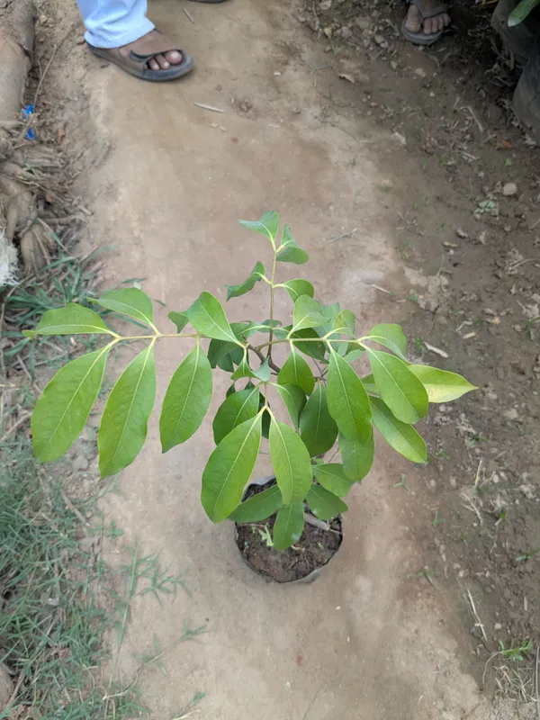 China_3_seedless_litchi_grafted_plant